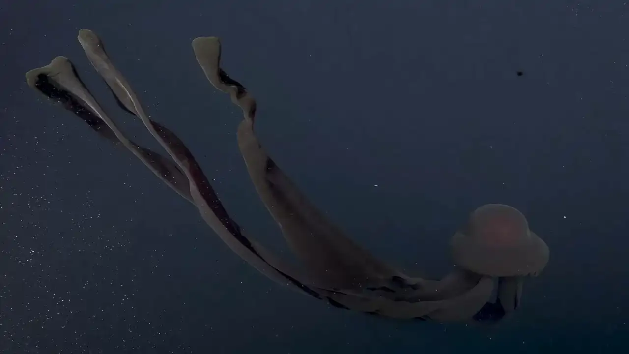 Los brazos de la medusa fantasma son su principal herramienta de caza. Foto: Schmidt Ocean Institute Los brazos de la medusa fantasmas son su principal herramienta de caza. Foto: Schmidt Ocean Institute