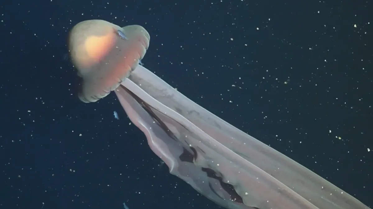 Las medusa fue descubierta por primera vez en 1899, pero solo fue vista alrededor de 100 veces en los años transcurridos desde entonces. Foto: Schmidt Ocean Institute Las medusas fantasma gigantes se descubrieron por primera vez en 1899, pero solo se han visto unas 100 veces en los años transcurridos desde entonces Crédito de la imagen: Schmidt Ocean Institute