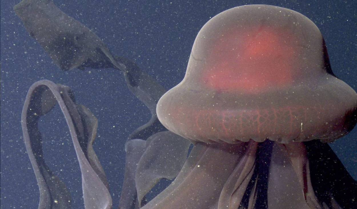 La cabeza en forma de campana (la parte principal de su cuerpo) puede medir más de un metro. Foto: Schmidt Ocean Institute La cabeza en forma de campana (la parte principal de su cuerpo) puede medir más de un metro. Foto: