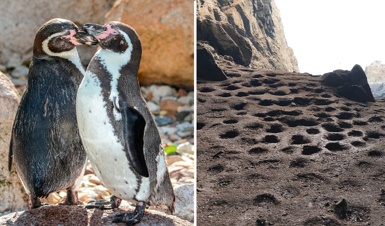 Humboldt Penguin Faces Emergency as Population Drops 60% Amid El Niño