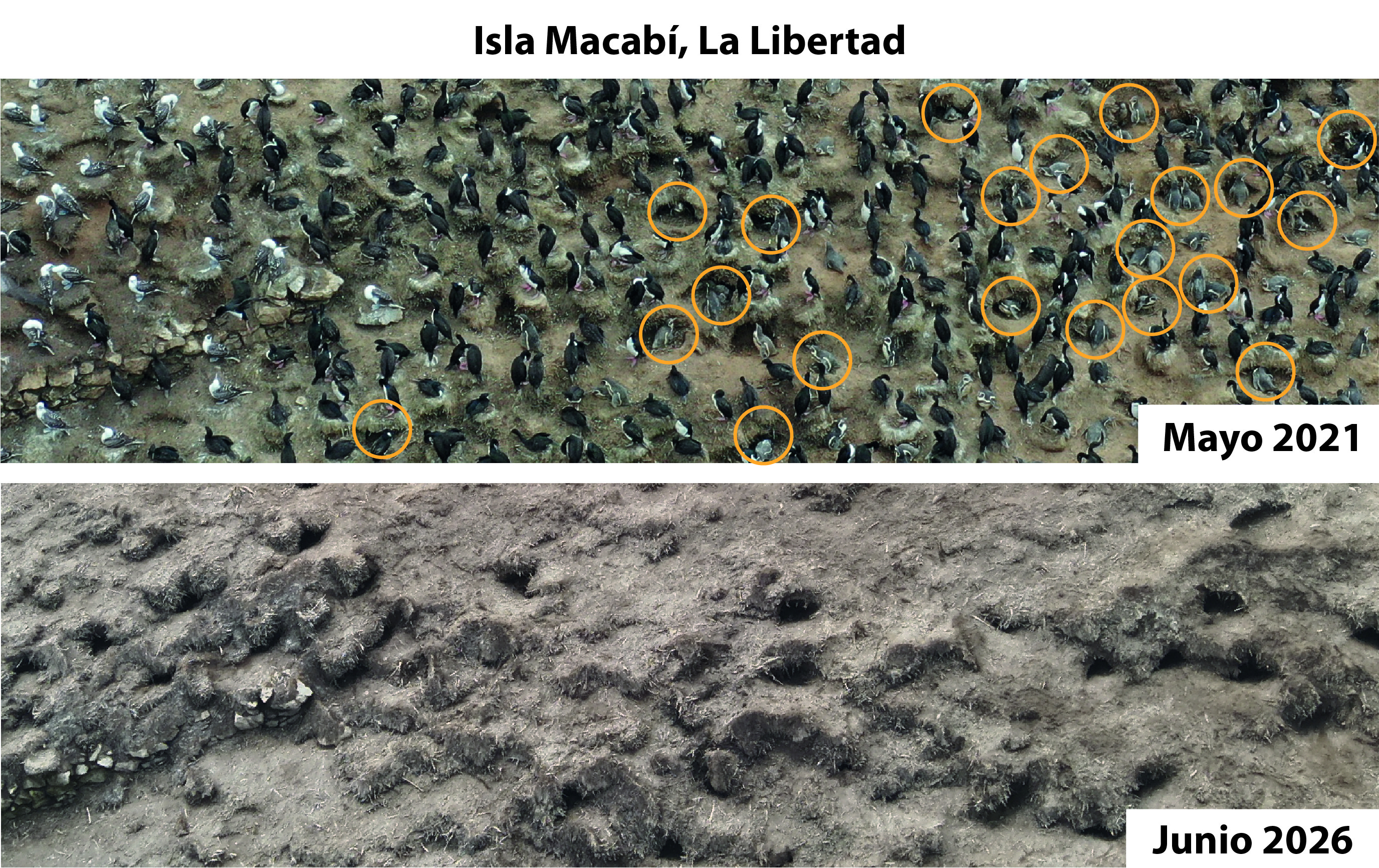 Reducción de la población de pingüinos en la Isla Macabí, en La Libertad