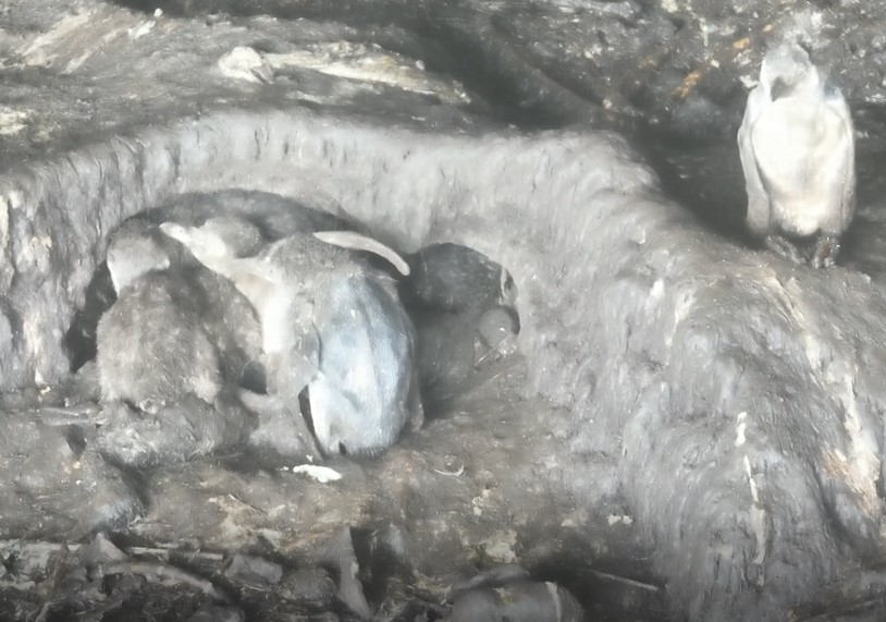 Crías de los pingüinos recién nacidas y abandonadas por los adultos ante la falta de comida.