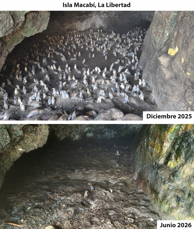 Reducción de las aves ante el Fenómeno de El Niño