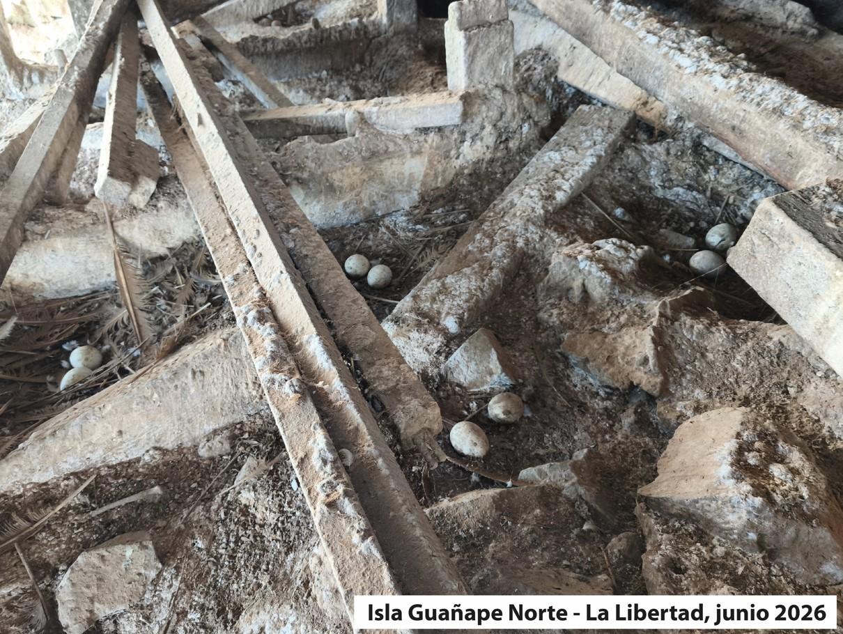 Huevos abandonados y sin protección en las colonias