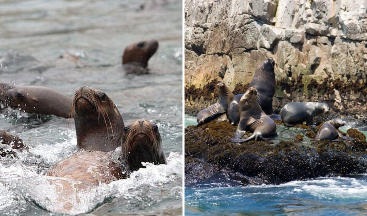 Unusual Sea Lion Deaths in Ica Prompt Environmental Alert in Peru