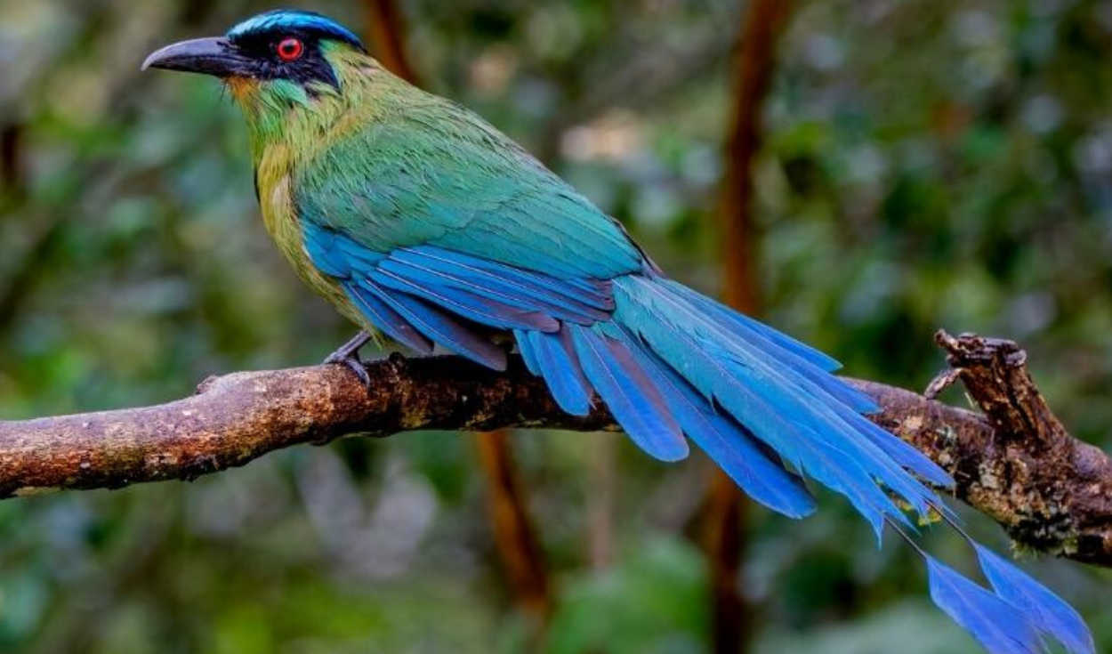 The Week resaltó que el Parque Nacional del Manu ofrece escenarios distintos para el avistamiento de aves.