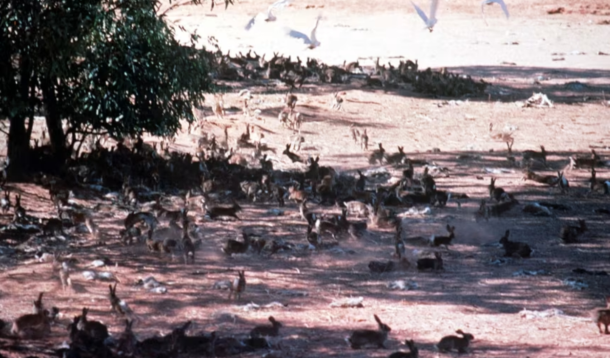 Una colonia de conejos salvajes en Australia. Foto: Brendan Beirne/Shutterstock