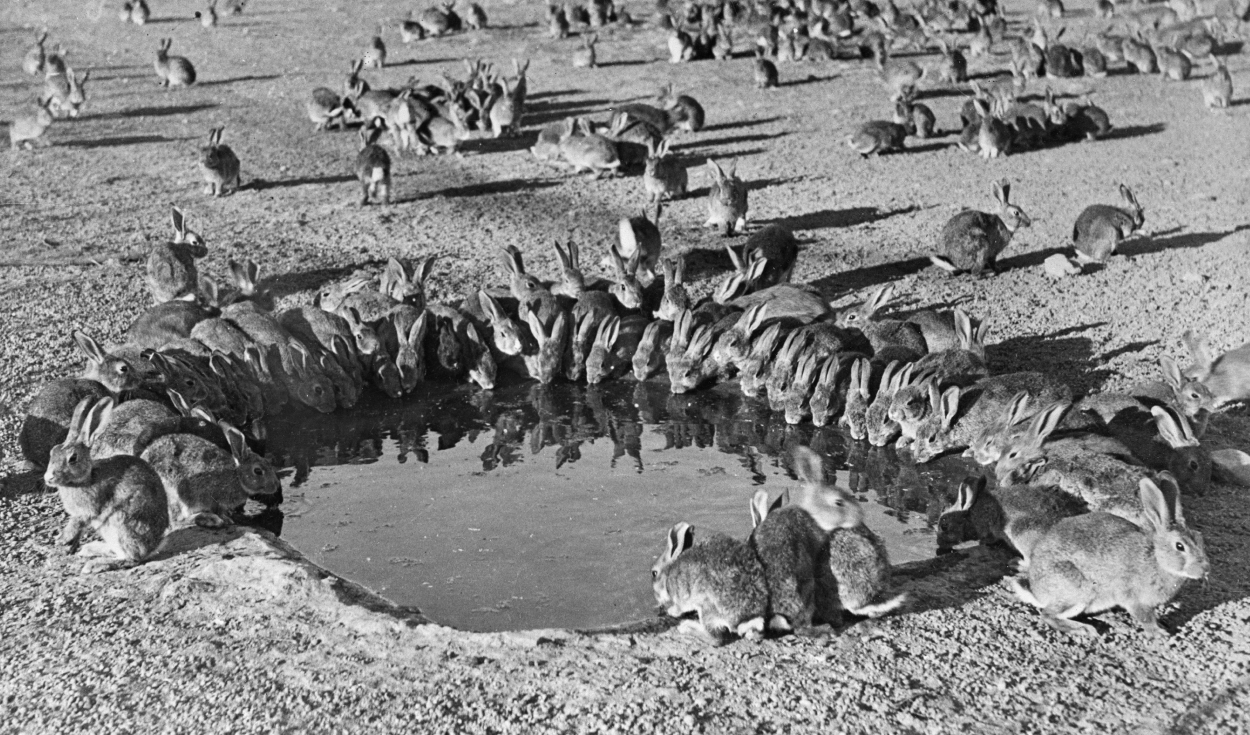 Conejos alrededor de un abrevadero en la isla Wardang en 1938. Foto: Wikimedia