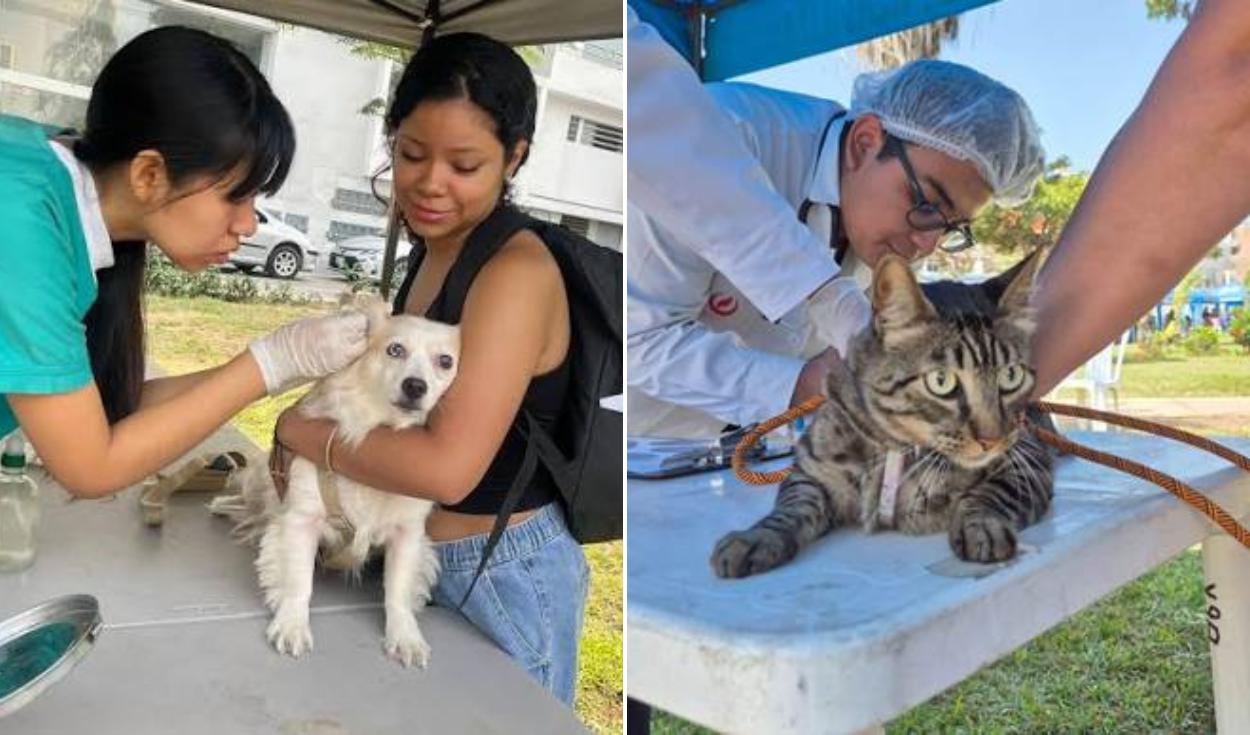 Free veterinary campaign on July 16 in Cercado de Lima: check schedule and services for pets