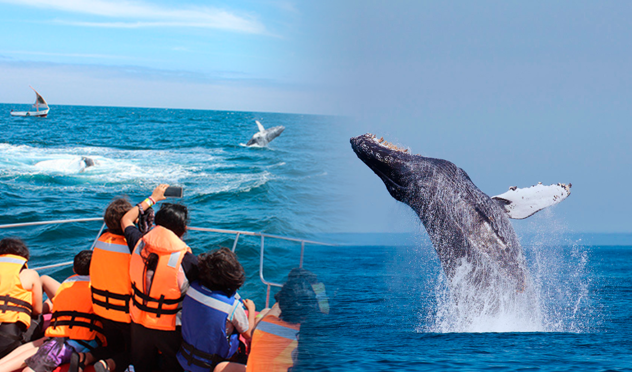Peru kicks off 2026 whale watching season: dates, locations, and tour costs