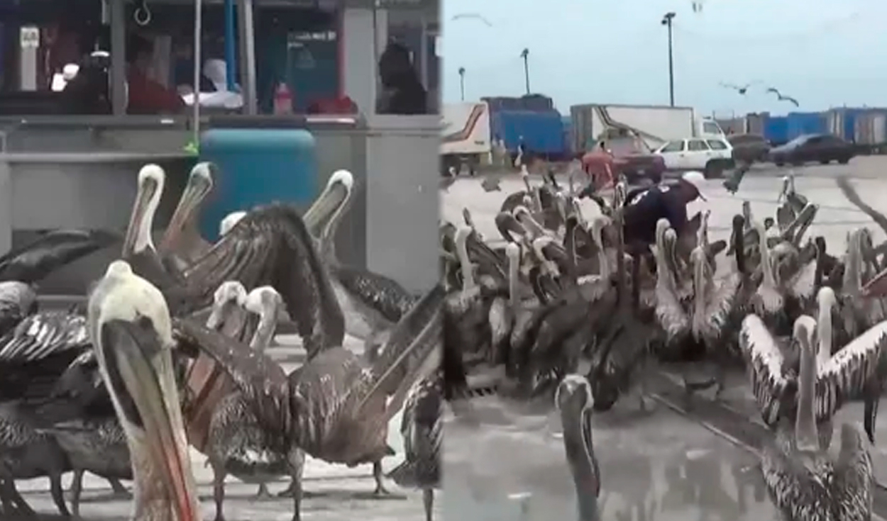 Hundreds of Pelicans Invade Peruvian Fishing Terminal Amid Fish Scarcity, Raising Health Concerns
