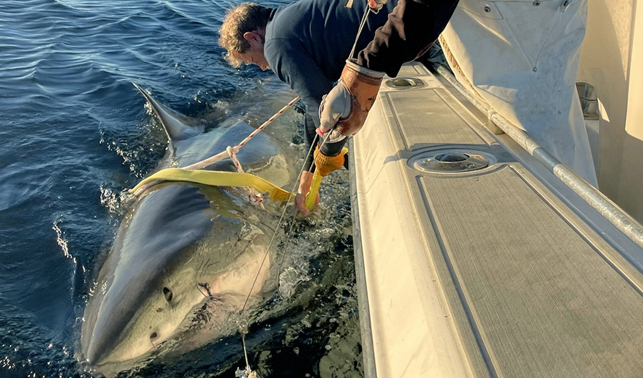 Marcaje del tiburón blanco para el estudio de sus rutas migratorias. Foto: OCEARCH