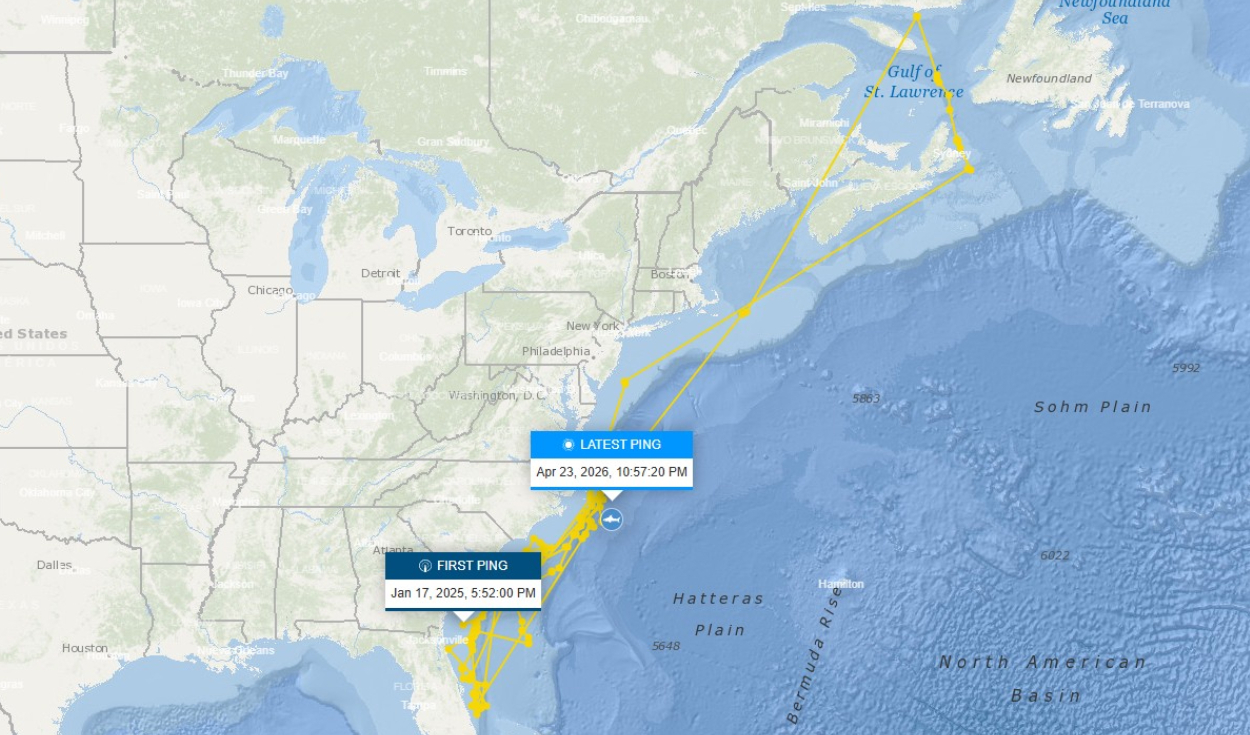 Zonas de avistamiento de 'Contender', el tiburón blanco más grande. Foto: OCEARCH