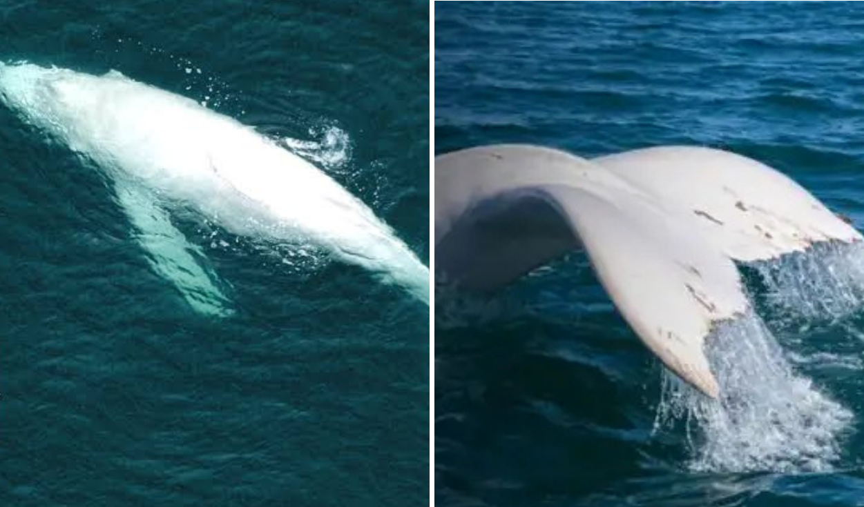 Suru, the rare white humpback whale, sighted again in Piura sea: traveled thousands of kilometers from Costa Rica