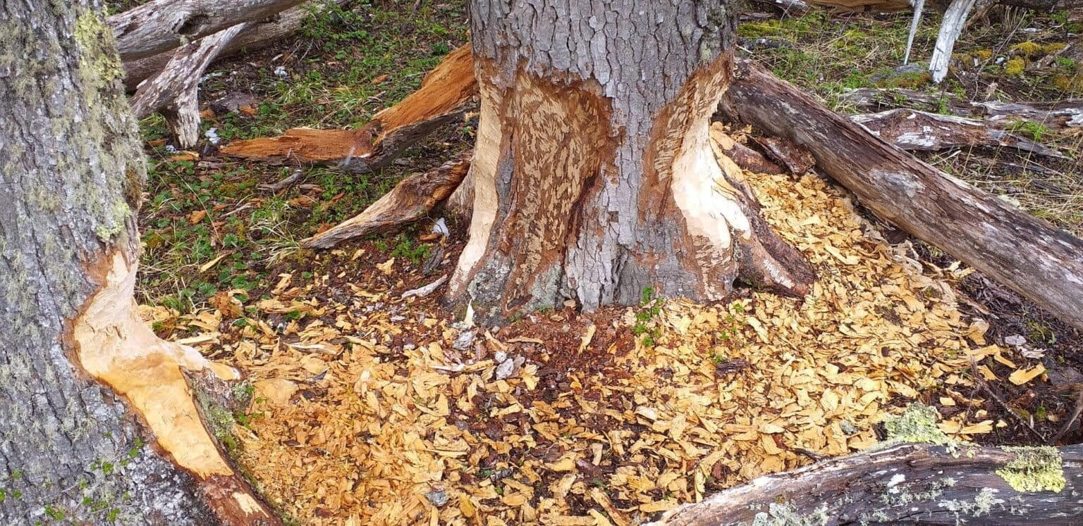 Los bosques de la Patagonia están formados por especies como coihues, lengas, ñires y raulíes, árboles del género Nothofagus que no pueden sobrevivir en humedales y requieren varias décadas para alcanzar su crecimiento.