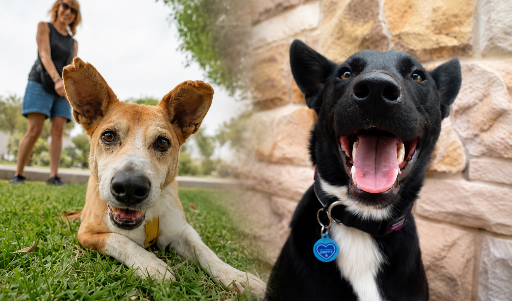 World Dog Day: Recognizing canine importance and addressing abandonment