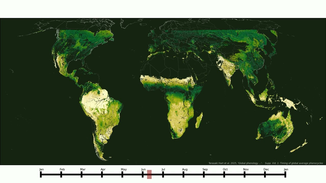 Ciclos de crecimiento estacional promedio de los ecosistemas terrestres de la Tierra, estimados a partir de 20 años de imágenes satelitales. Foto: Terasaki Hart