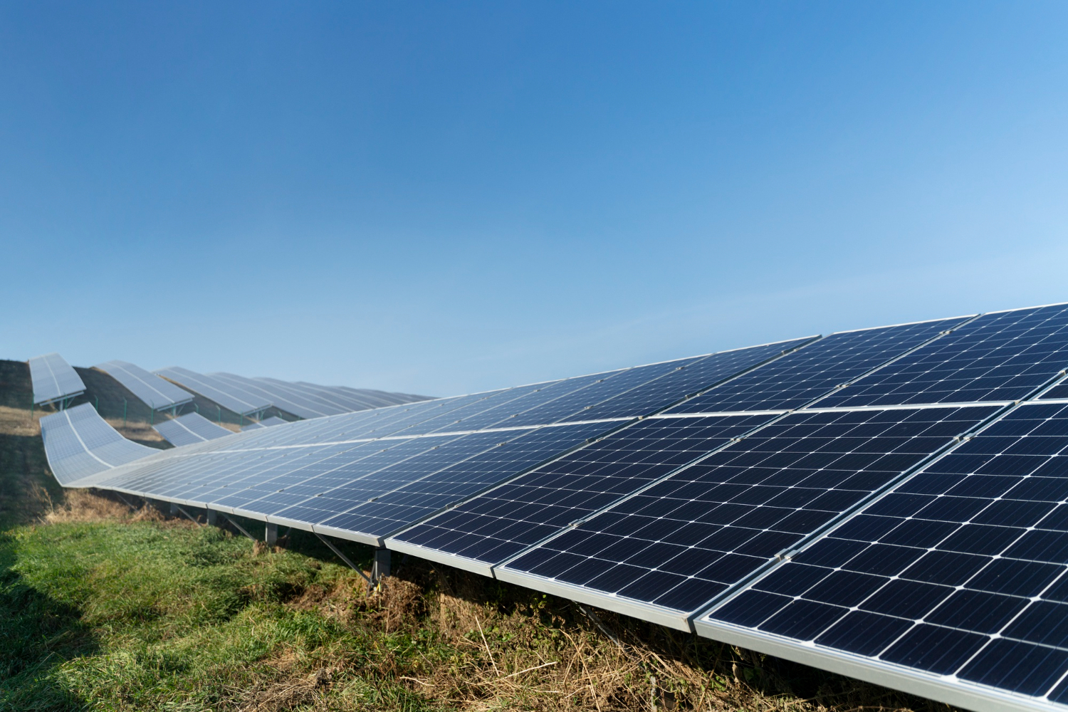 La alternativa de pastoreo, que surgió para reemplazar cortadoras de césped, se ha convertido en un caso de estudio positivo para la biodiversidad y el bienestar animal en la planta solar.