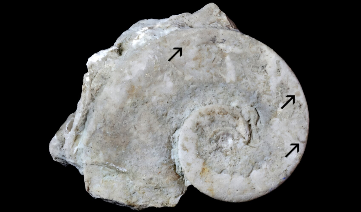 Steinkern de Maclurites neritoides que contiene fauna críptica compuesta por cornulítidos, briozoos y graptolitos (flechas). Foto: Scientific Reports