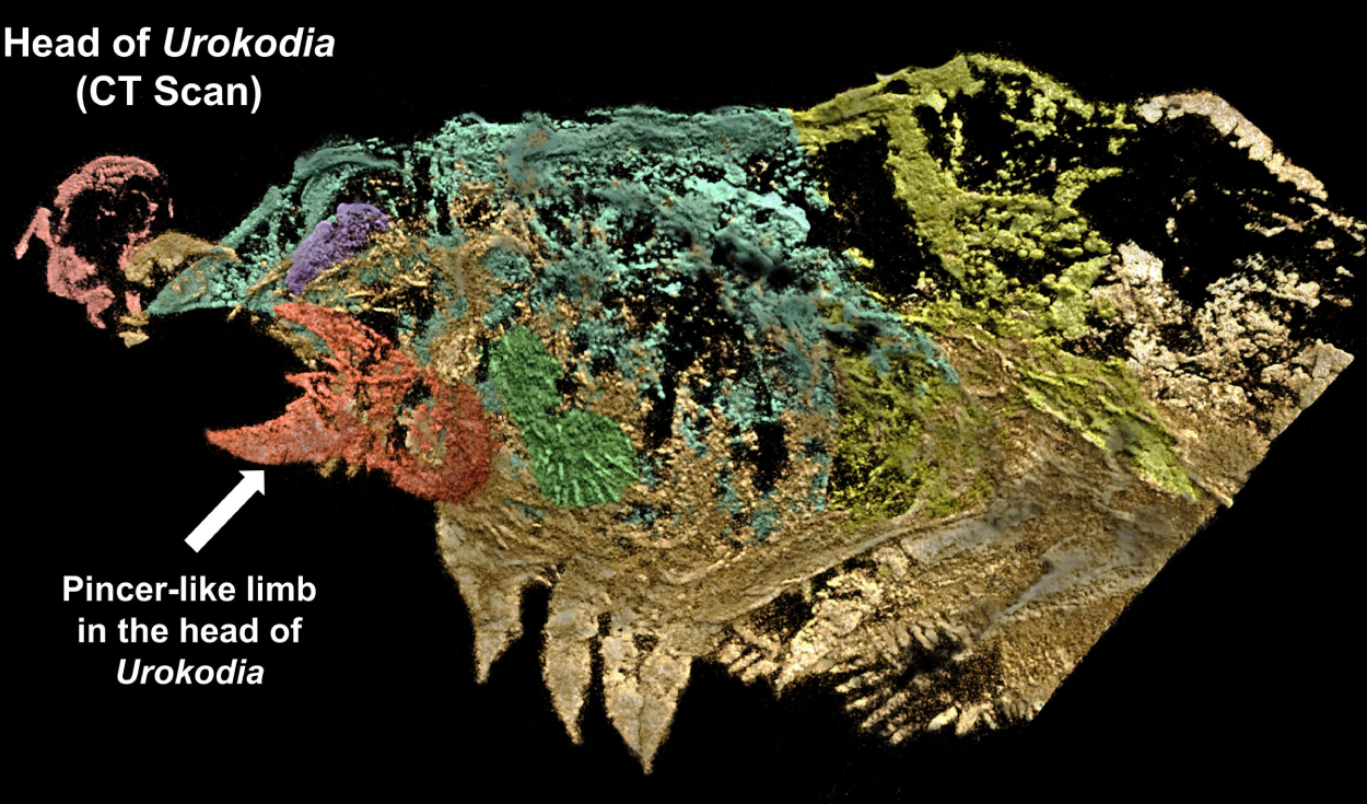 Anatomía blanda en la cabeza de Urokodia expuesta mediante análisis de rayos X. Foto: Universidad de Leicester