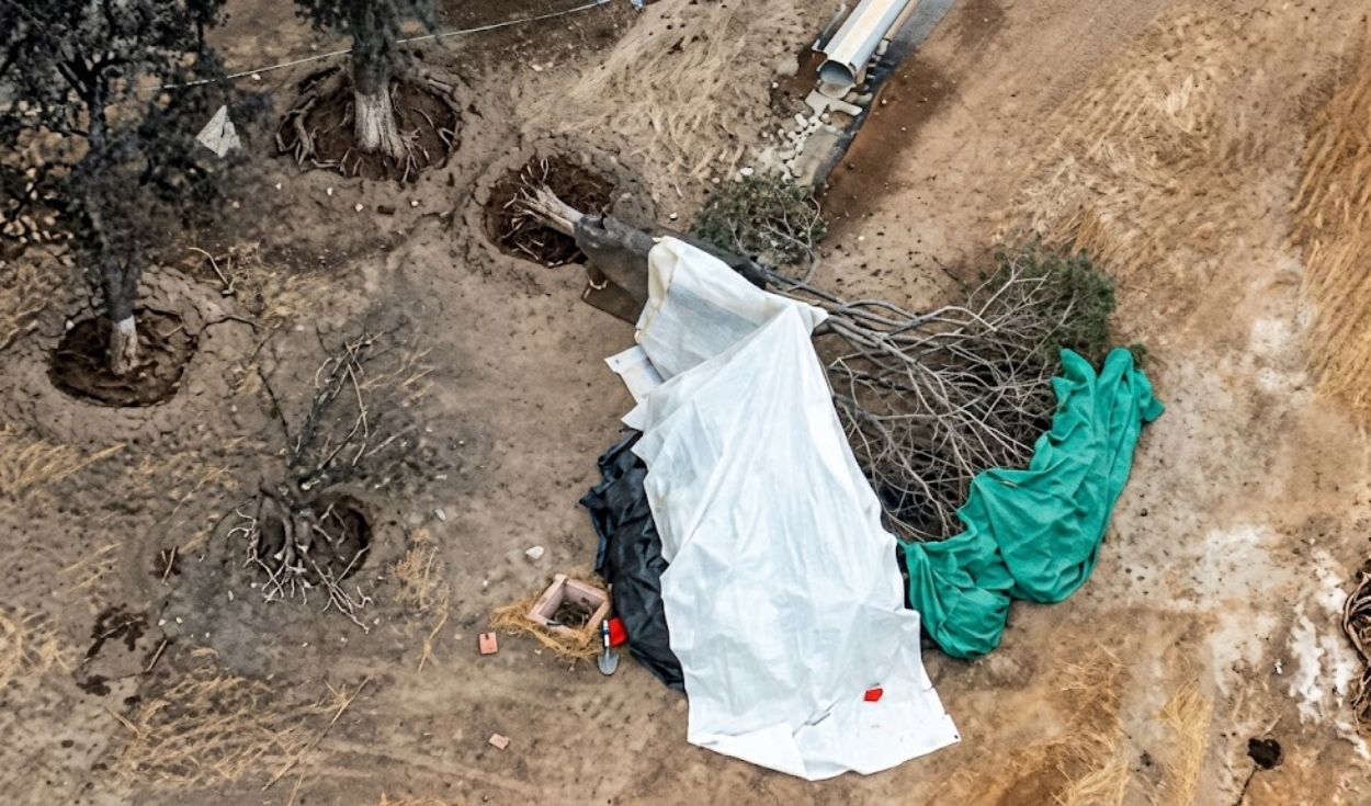 Lima park renovation kills 63 trees, leaves dozens at risk