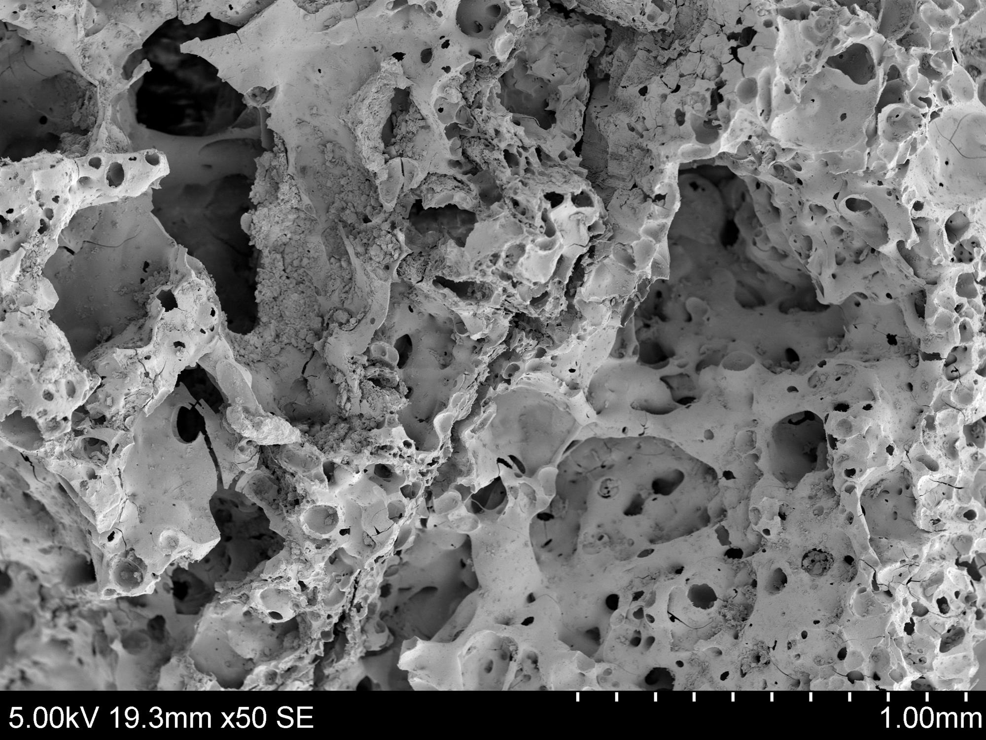 Imagen de los restos carbonizados de pan de 14.400 años de antigüedad, obtenida con un microscopio electrónico de barrido. Foto: Amaia Arranz Otaegui/National Geographic
