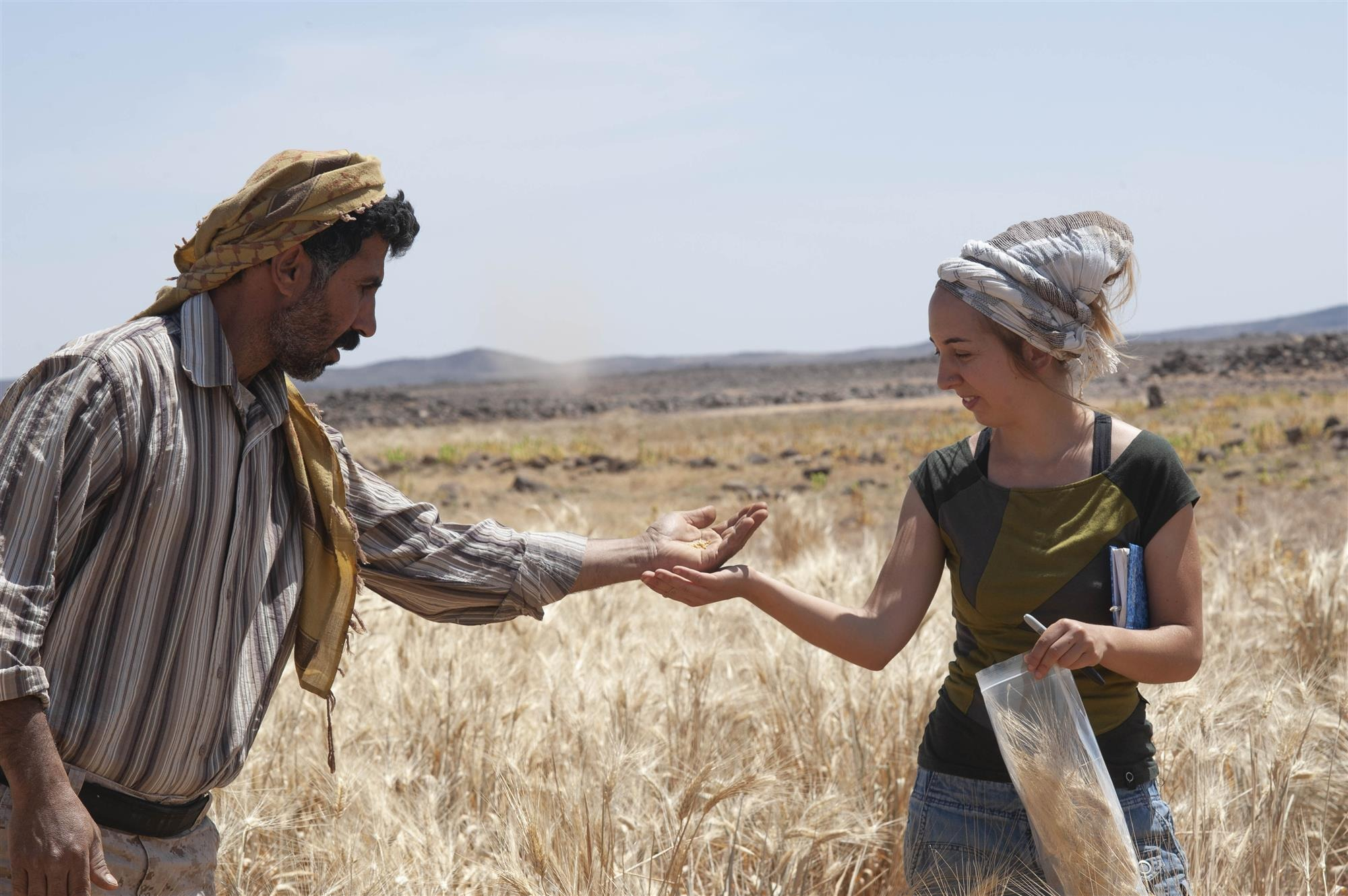 Ali Shakaiteer y la española Amaia Arranz Otaegui recogen muestras de cereales en la zona de Shubayqa. Foto: Joe Roe/National Geographic