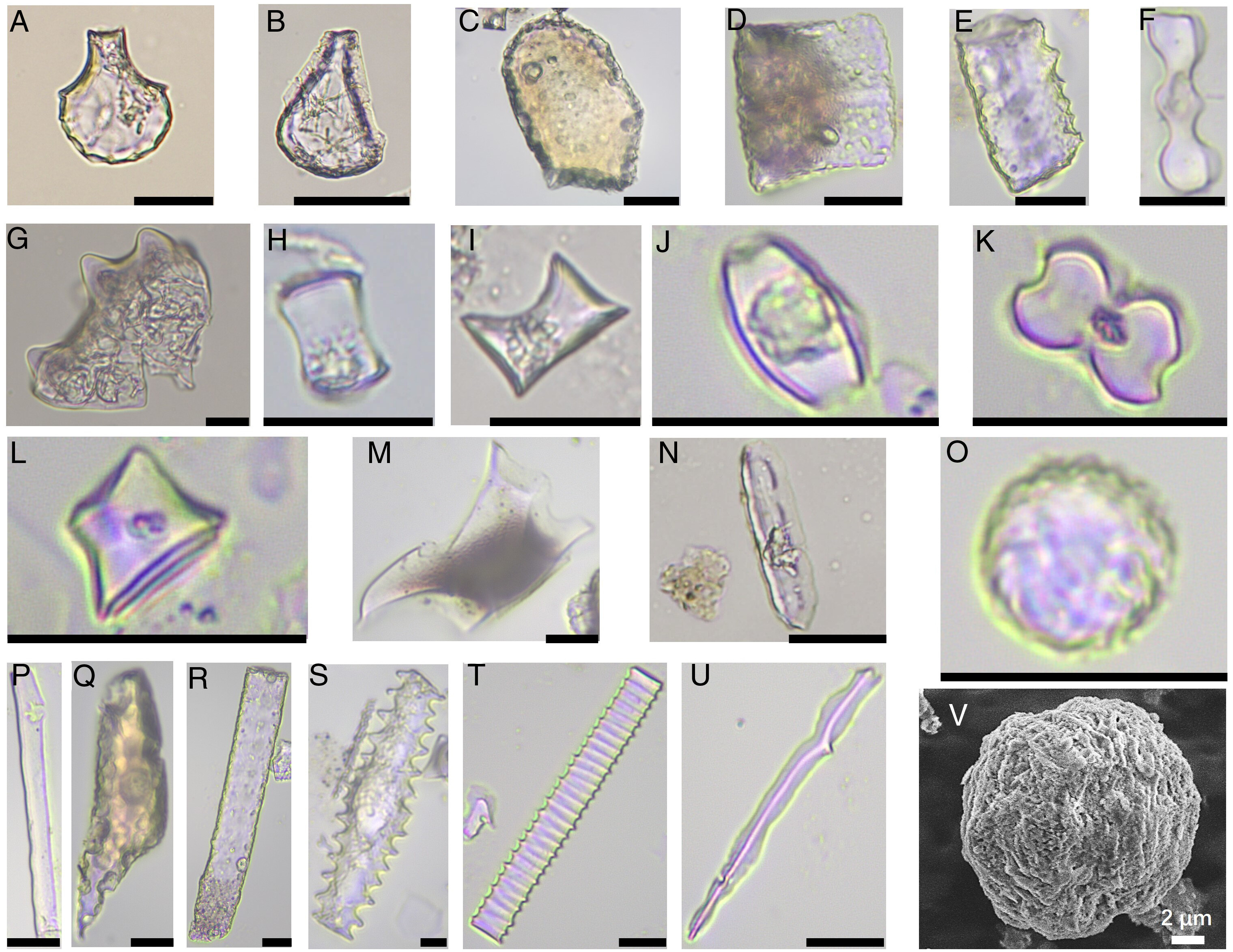 Fitolitos de la cultura Shangshan: identifican tipos de arroz silvestre y doméstico, Phragmites y microestructuras. Foto: PNAS