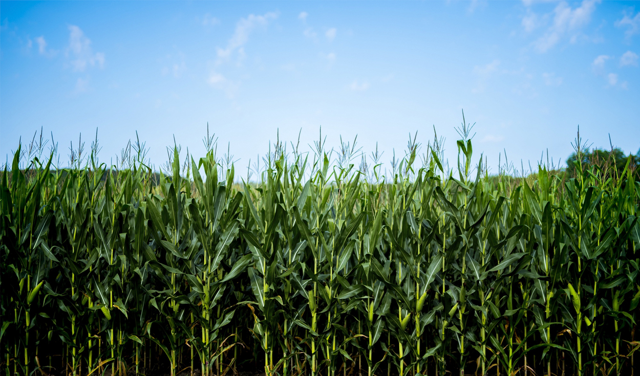 Argentina estableció un récord en la producción de maíz para la campaña agrícola 2025/26, proyectando una cosecha de 71,5 millones de toneladas, la más alta de su historia.