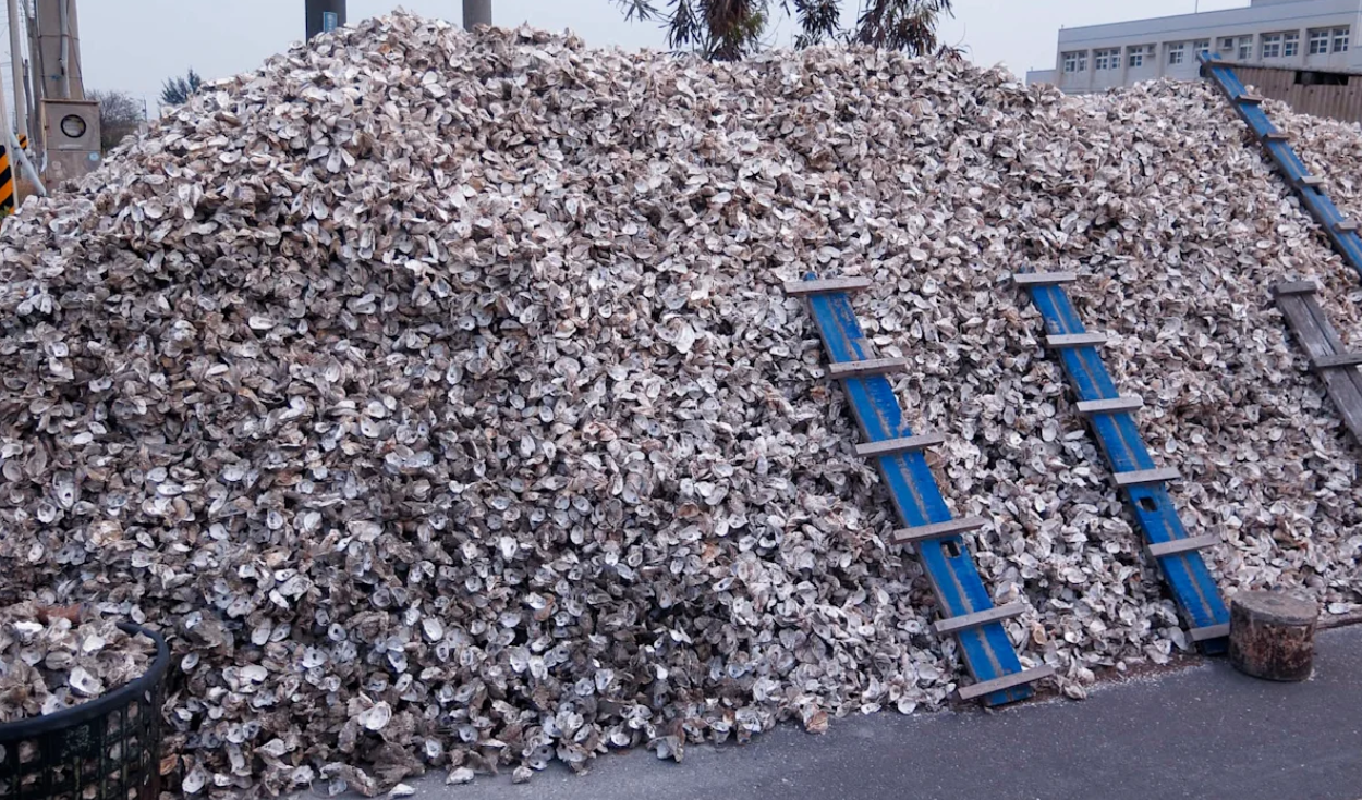 Half a Million Tons of Restaurant Oyster Shells Are Rebuilding Ocean Reefs