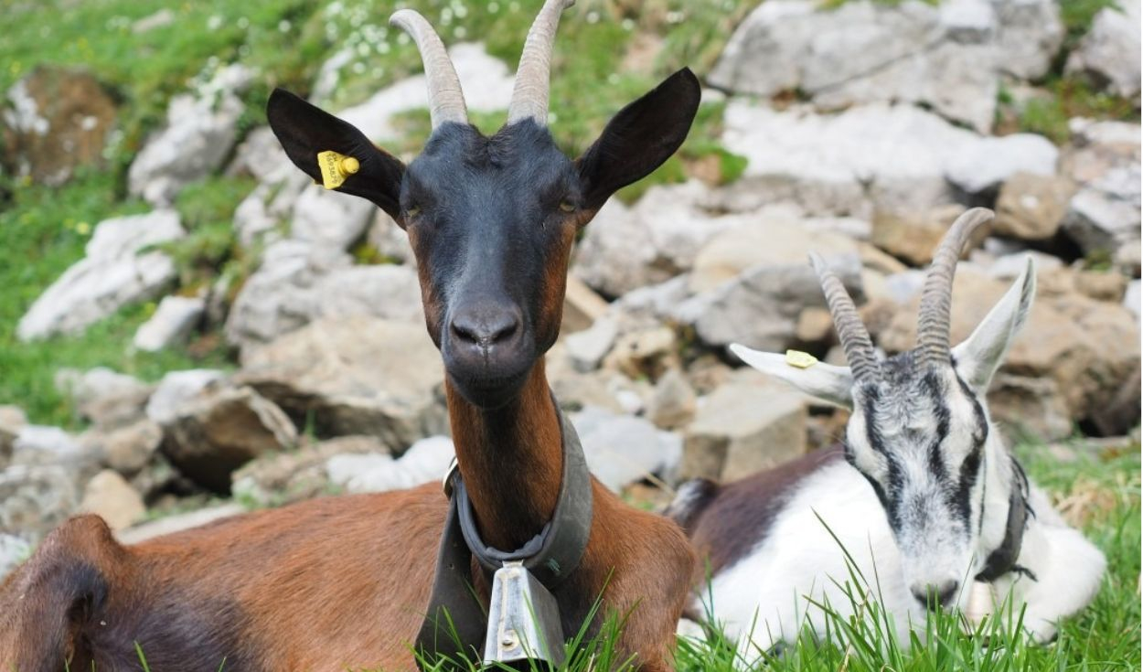 How Galapagos Removed 140,000 Invasive Goats Using Goats