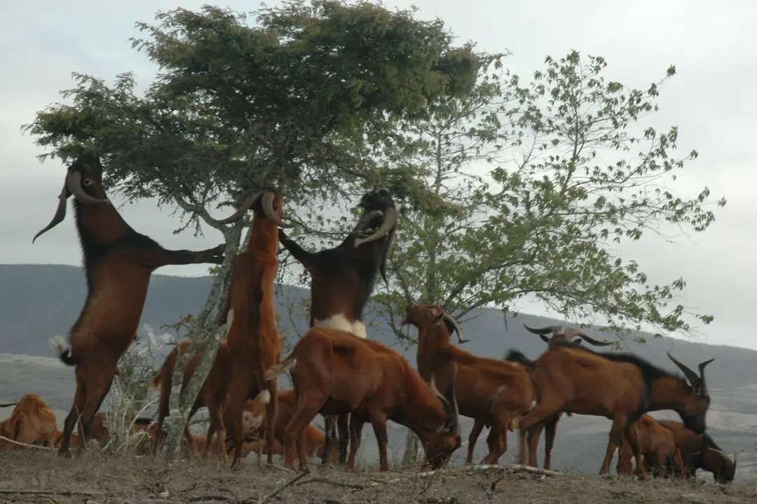 Las cabras introducidas por humanos arrasaron con plantas endémicas.