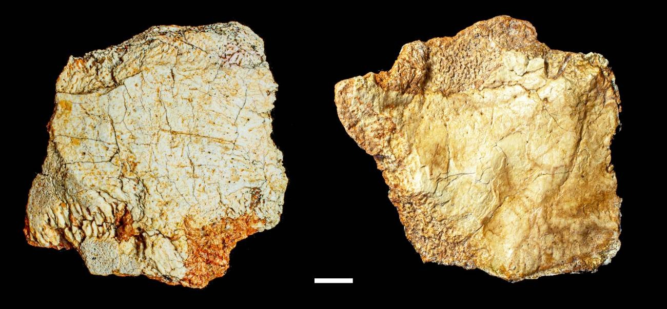 Este fósil, denominado RVH-1, pertenece al género Homo y ofrece nuevos datos sobre la evolución