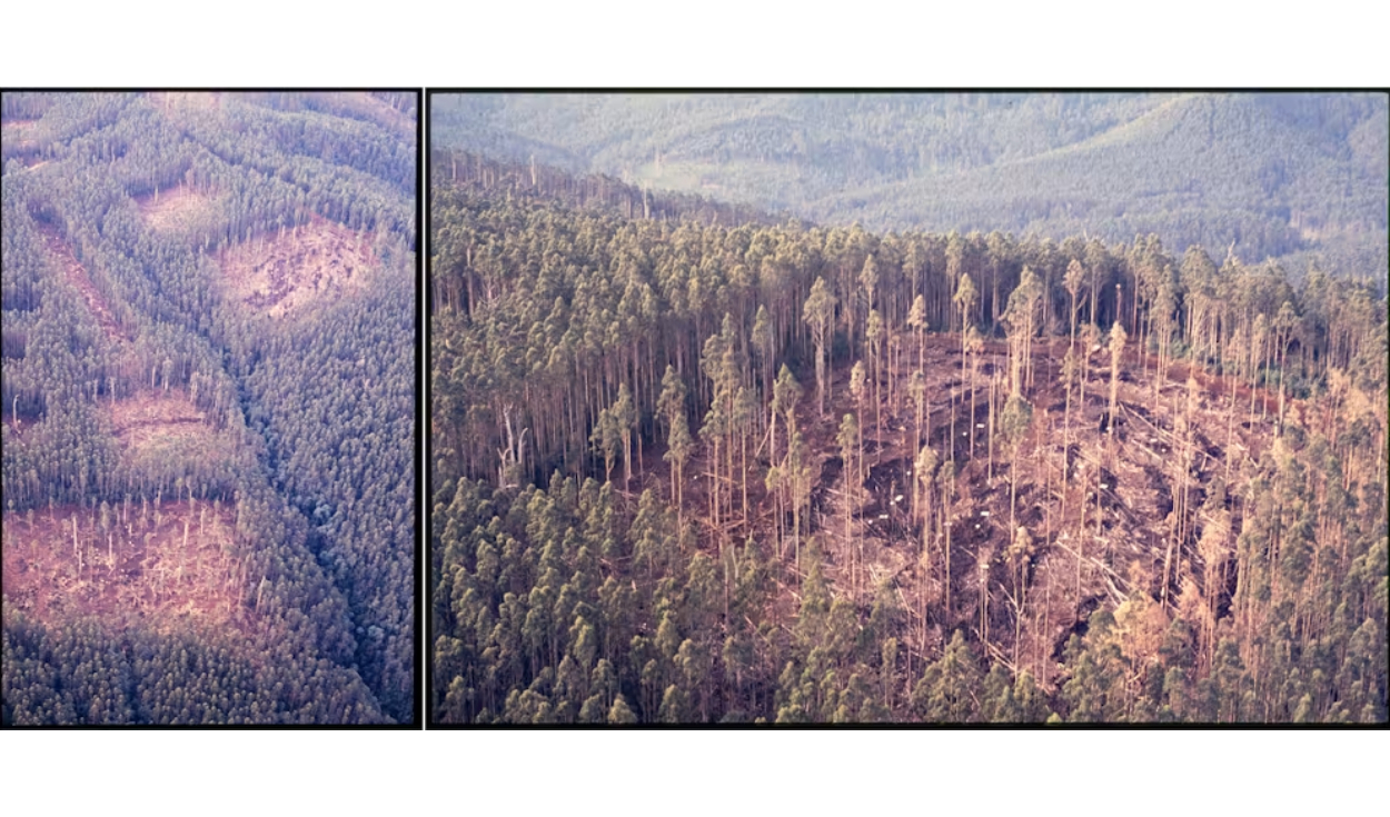 Vistas aéreas del Proyecto de Sistemas Silvícolas de Tanjil Bren. Izquierda: Pequeñas zonas despejadas de tamaño variable y forma. Derecha: Aclareo intensivo. Foto: Centre for Forest Tree Technology