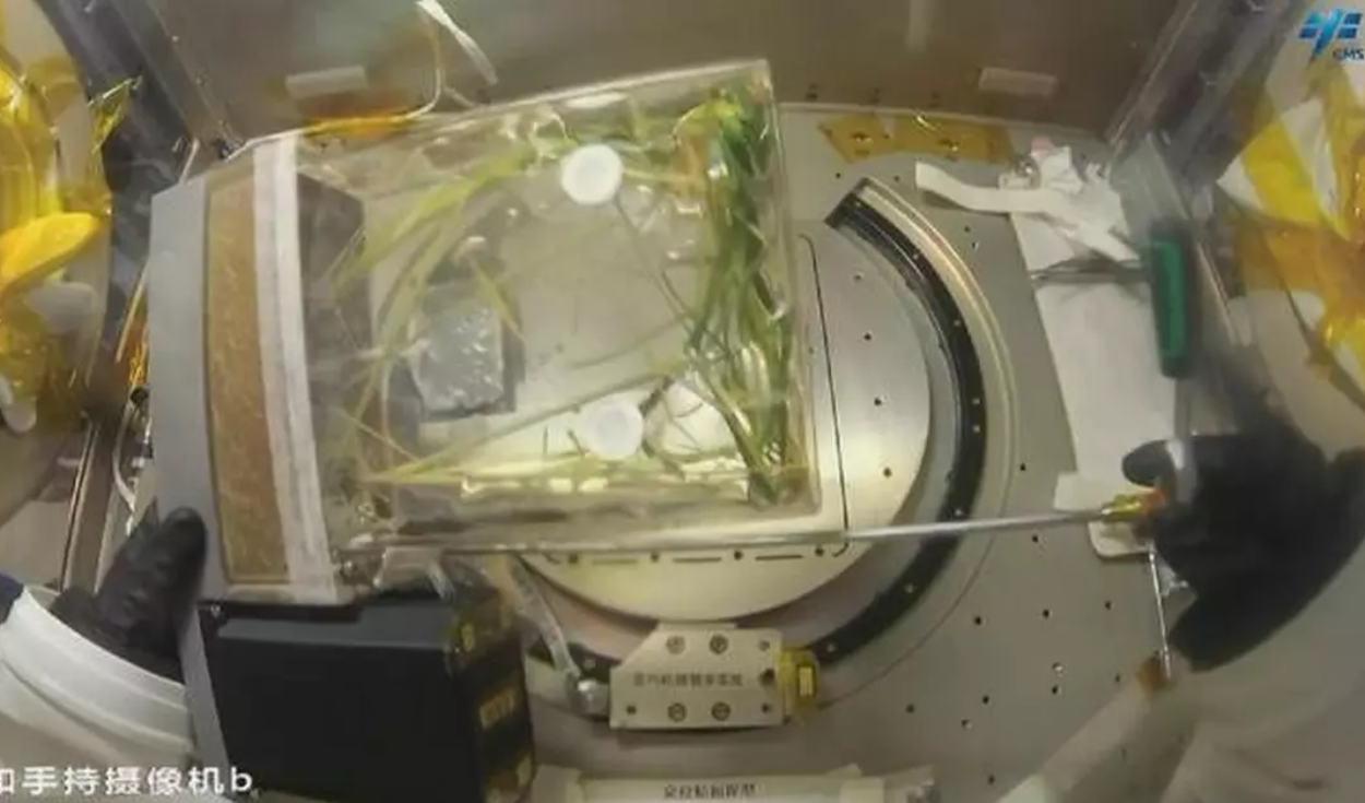 China Harvests First Space-Grown Rice Samples in Orbit