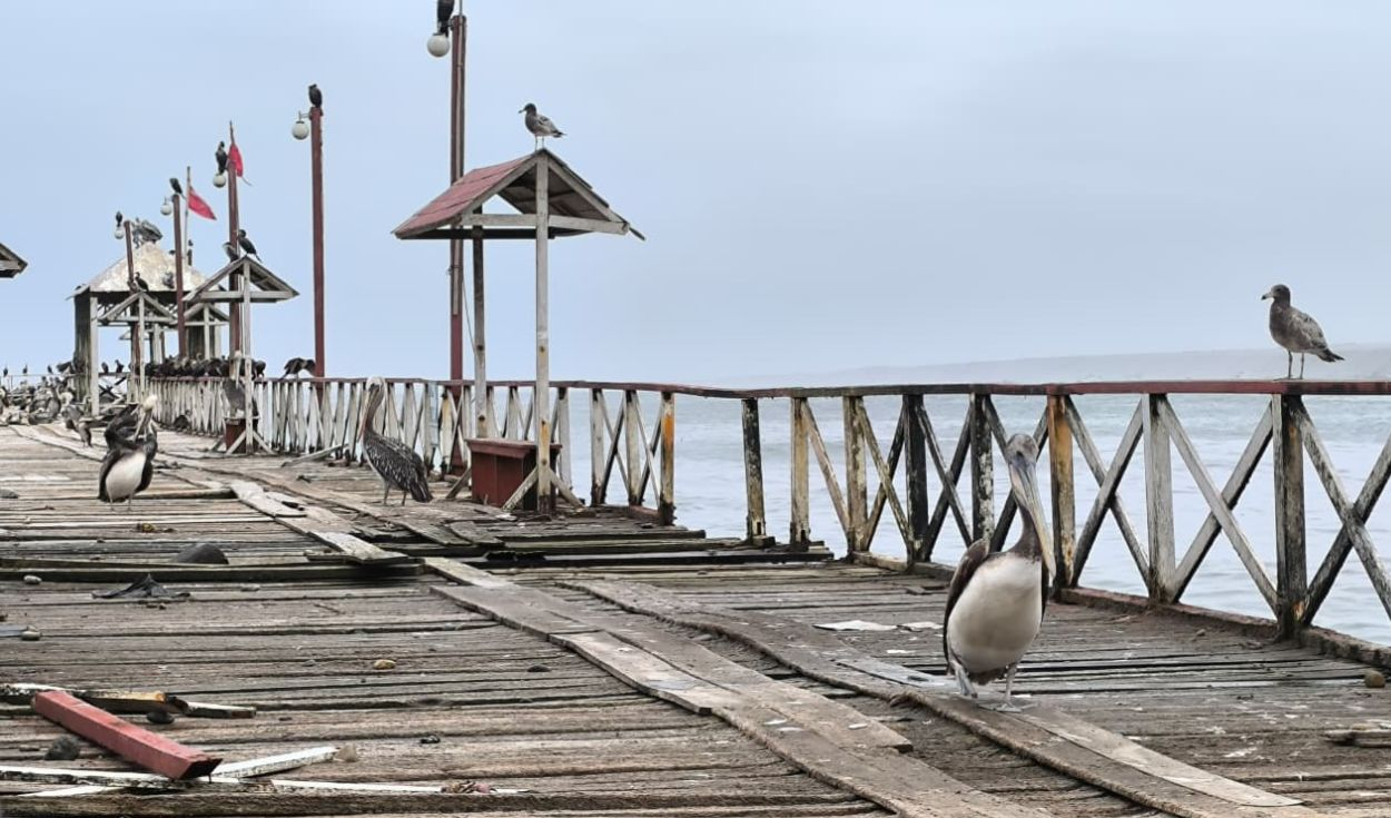 Marine crisis alert: Pelicans flock to Huanchaco pier due to food scarcity