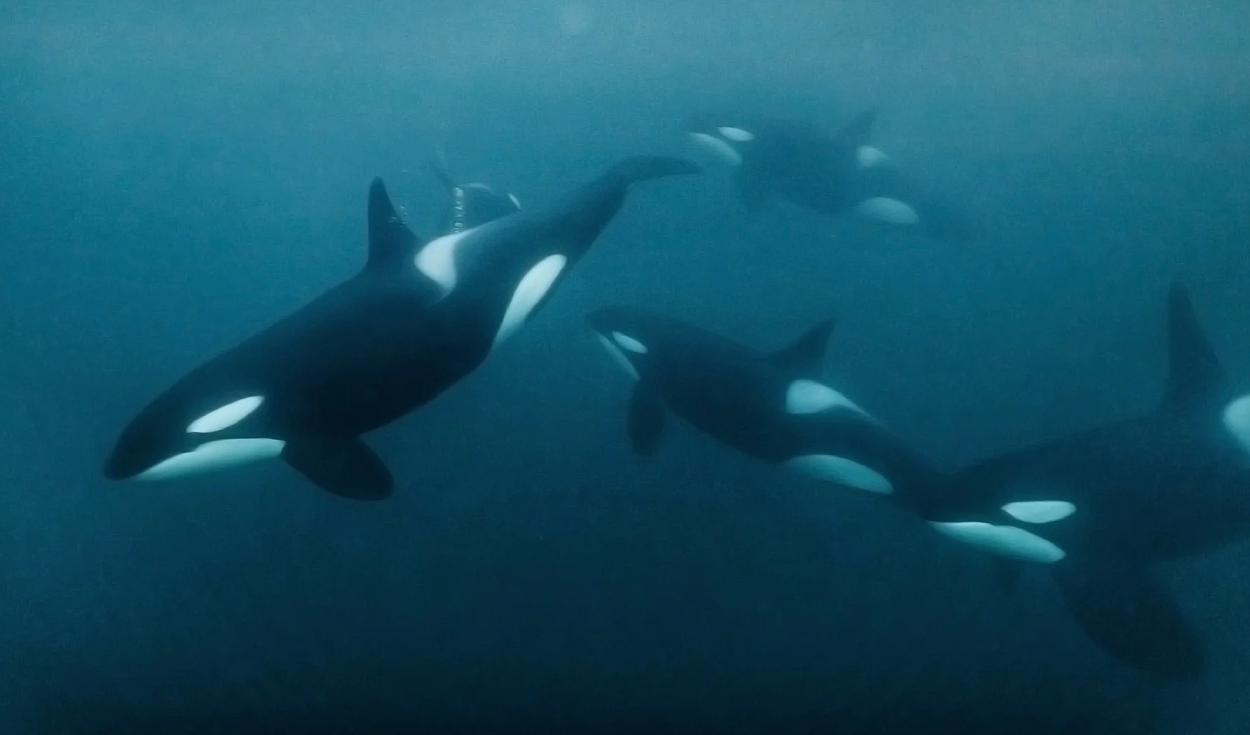 Orcas Flee From Long-Finned Pilot Whales, Study Finds