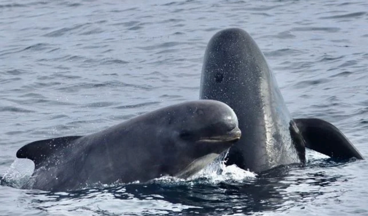 a ballena piloto de aleta larga es una especie de delfín. Foto: iNaturalist