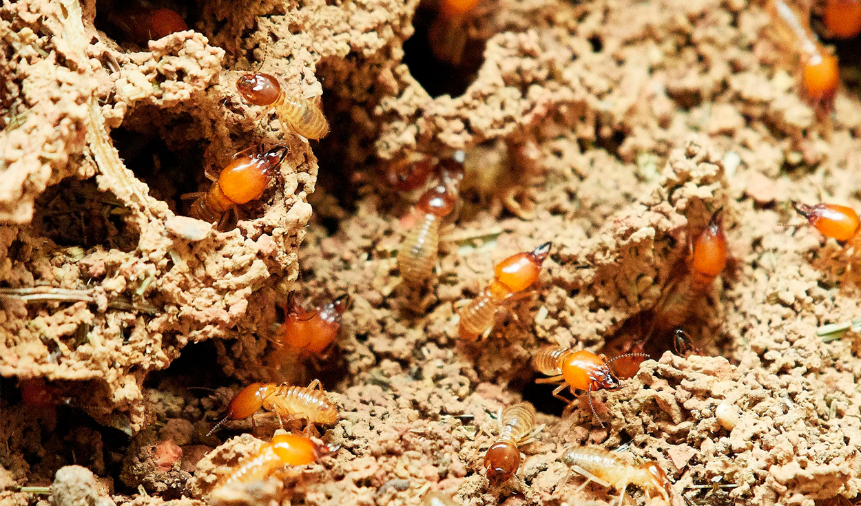 Termite Queens Lay Egg Every Three Seconds, Live 50 Years