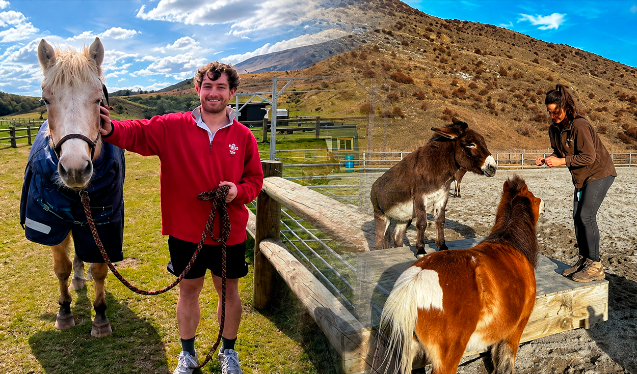 El programa que permite vivir gratis en Nueva Zelanda a cambio de cuidar una granja de animales rescatados 2 horas al día: así funciona