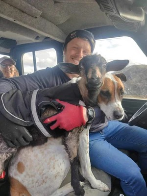 Nueva Zelanda convoca a voluntarios para cuidar animales rescatados en la Isla Sur. Foto: Kind Farm