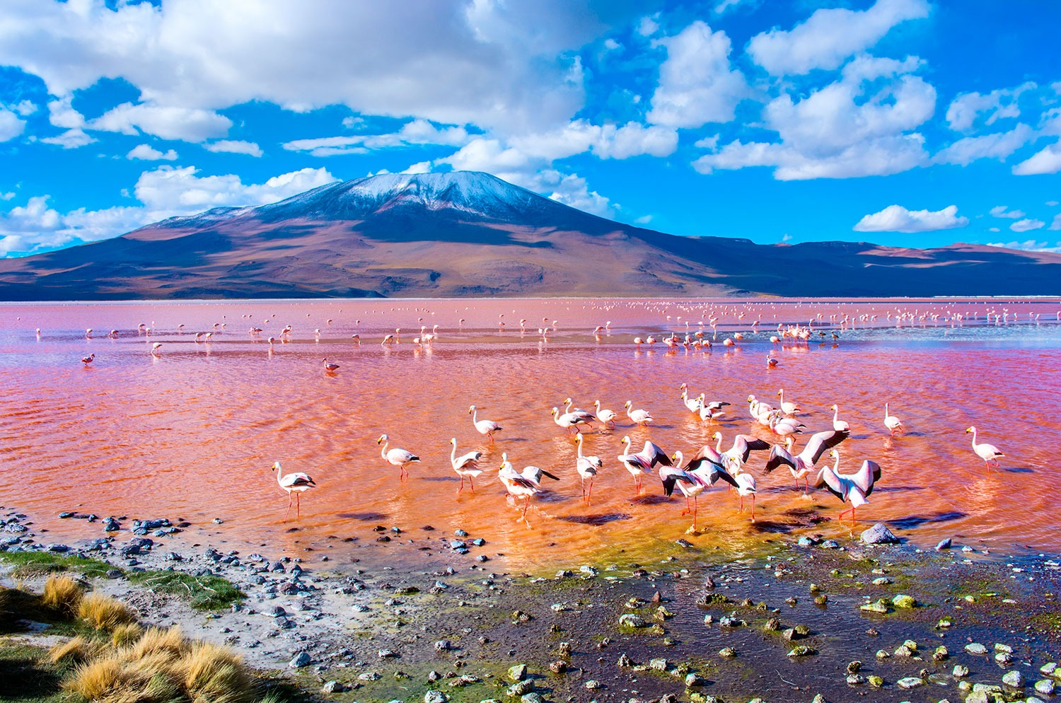 Flamencos andinos en la laguna colorada.