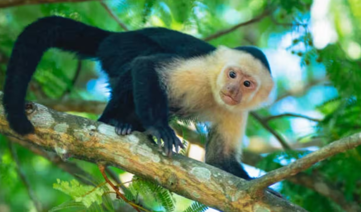 Costa Rica capuchins use AI touchscreen for food rewards