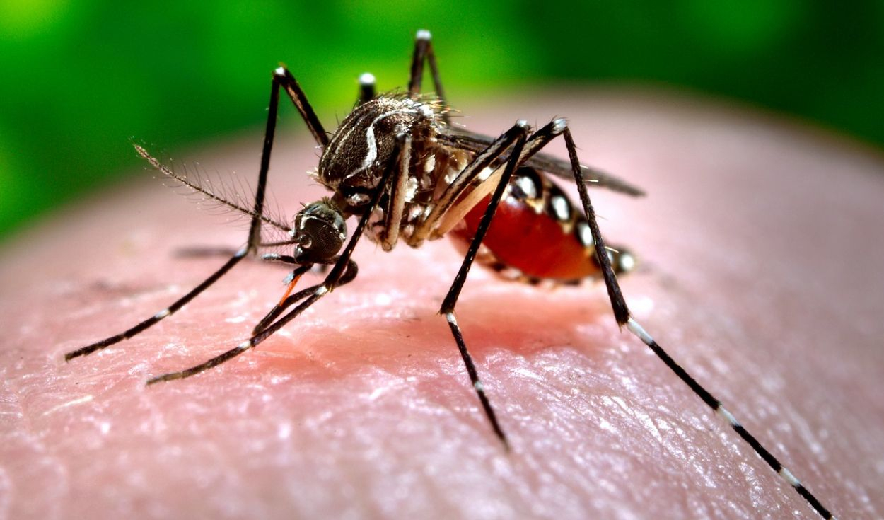 Dengue mosquitoes show resistance to alpha-cypermethrin