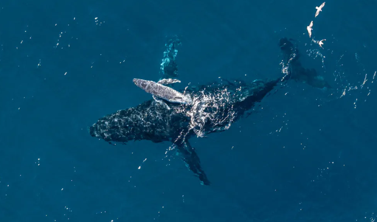 Humpback whale birth filmed by drone off Australian coast