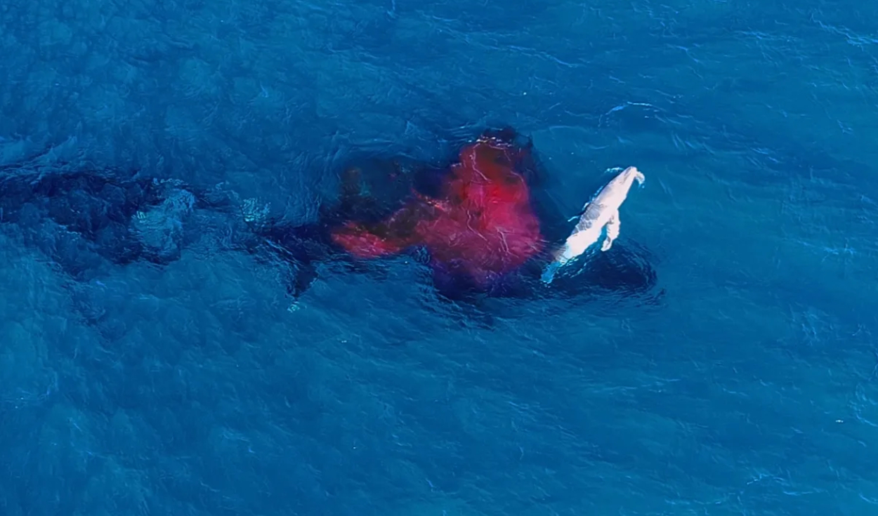 Apareció una columna de sangre bajo la ballena y una pequeña cría emergió a la superficie. Foto: Alexander Forrest/ORRCA