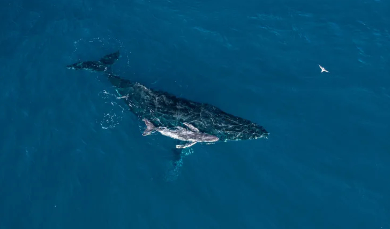 Las crías de ballena jorobada permanecen con sus madres durante sus primeros 11 meses de vida. Foto: Alexander Forrest/ORRCA
