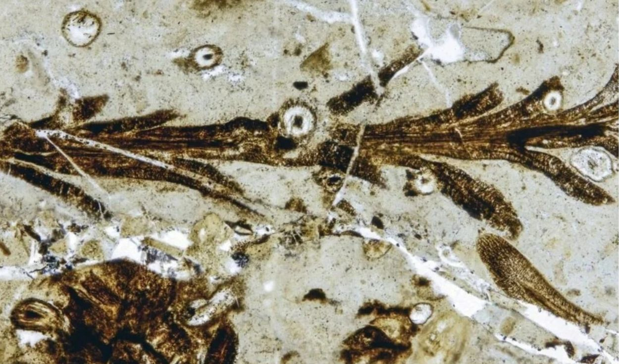 Austrohamia vitrea plant fossil discovered in Patagonia