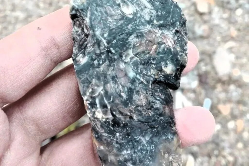 Fosil encontrado en la Patagonia por los científicos.