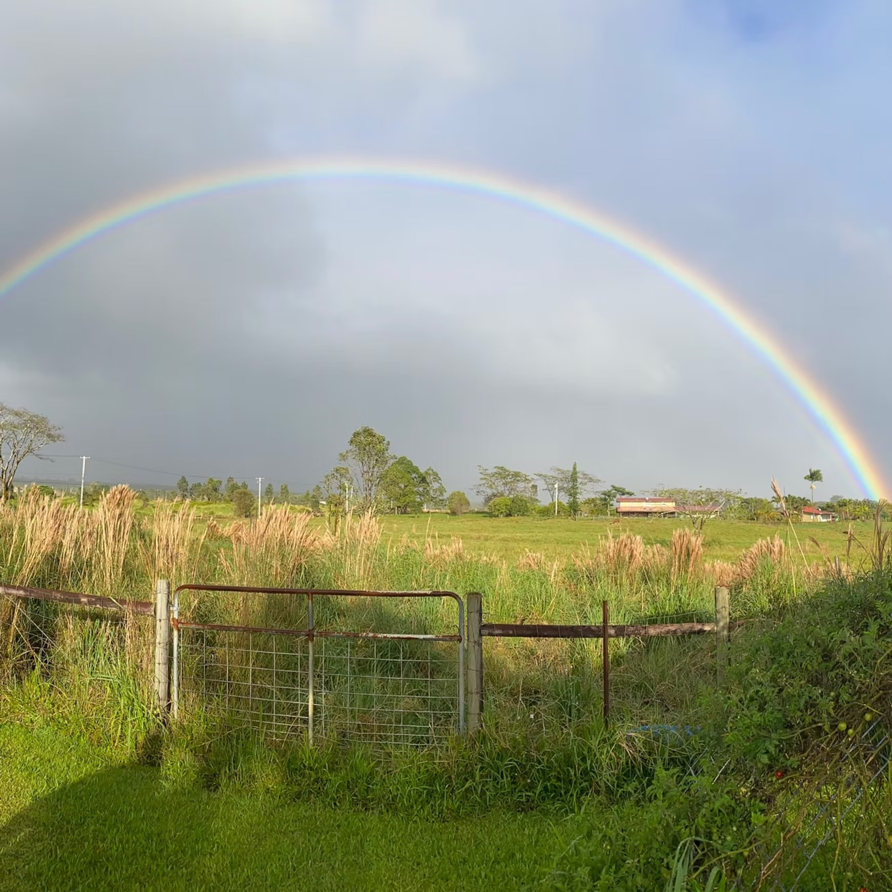Selah’s Pig Sanctuary es una organización sin fines de lucro situada en Keaau, en Isla Grande, Estados Unidos. Foto: Selah’s Pig Sanctuary